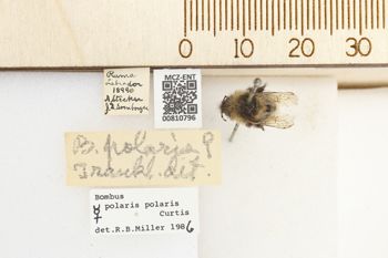 Media type: image;   Entomology 810796 Aspect: labels